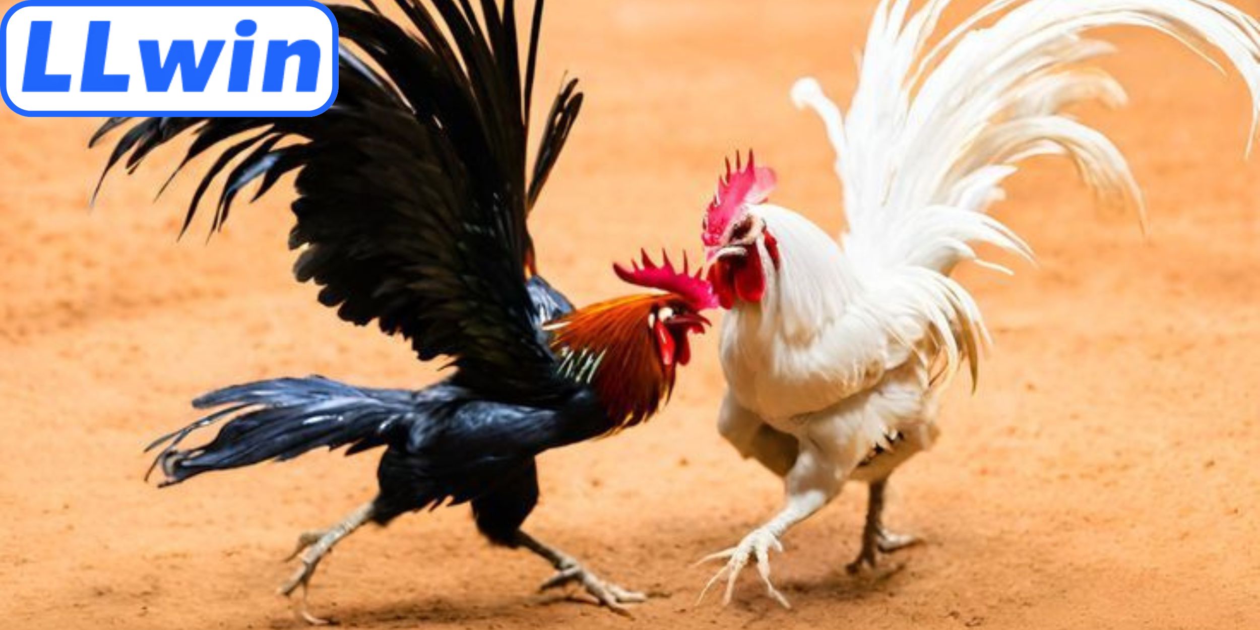 Nét riêng làm nên sức hấp dẫn đá gà cựa sắt LLwin